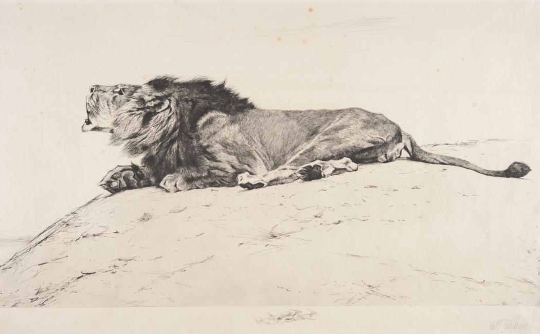 Wilhelm Kuhnert, Leżący lew